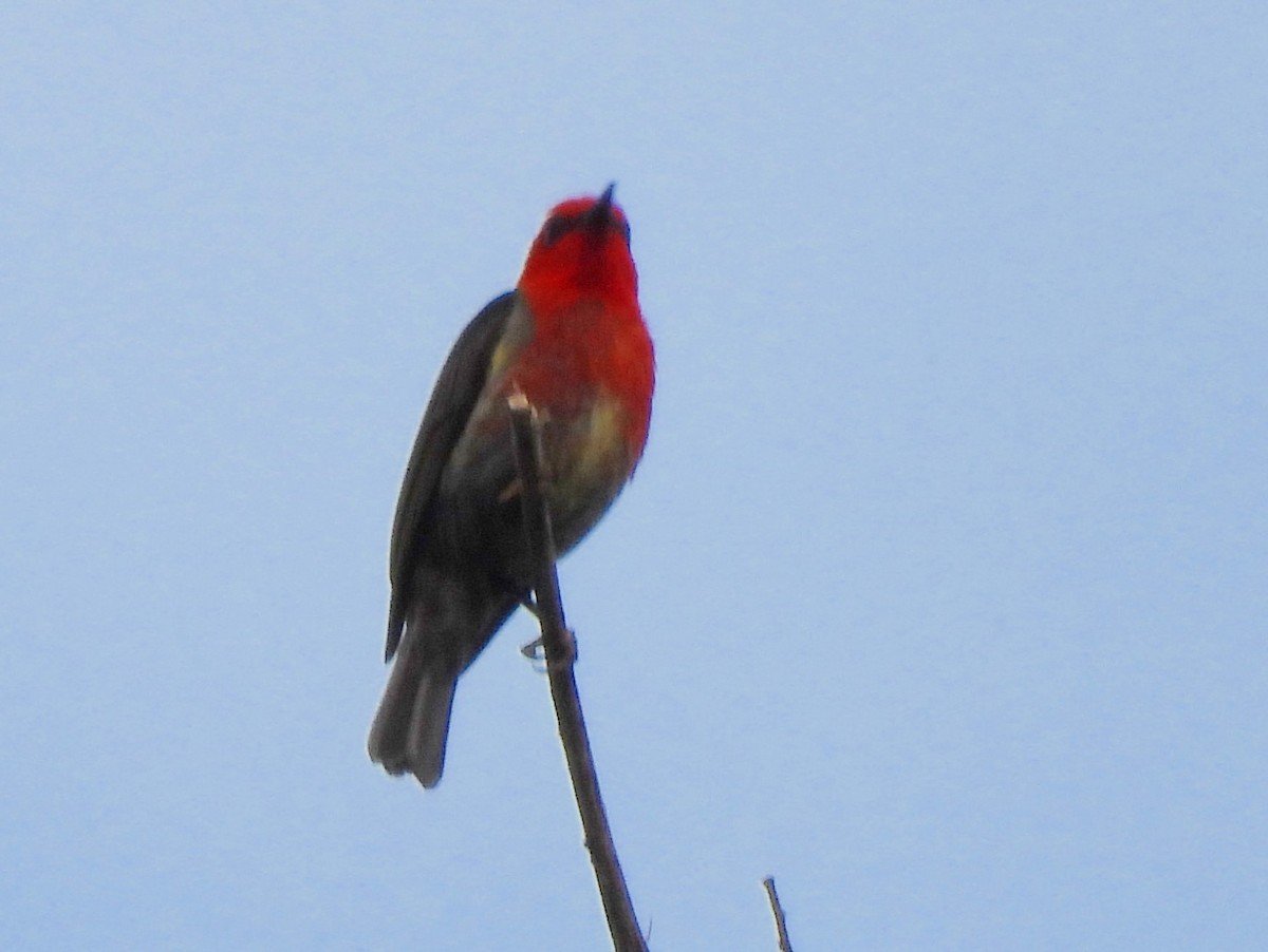 Crimson Sunbird - ML642637847