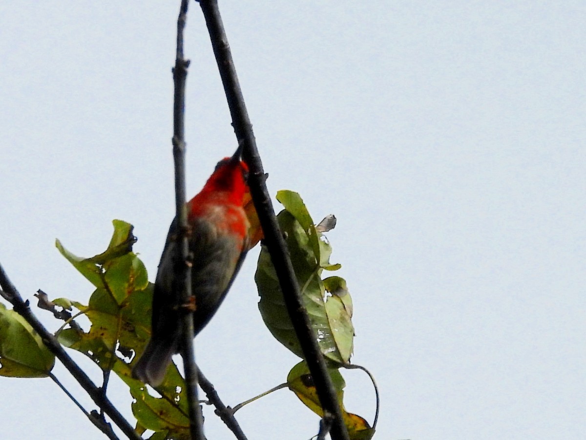 Crimson Sunbird - ML642637848
