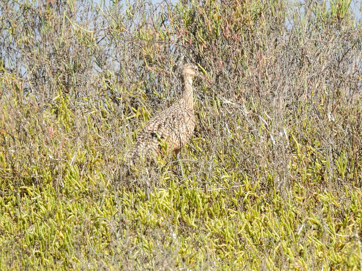 Long-billed Curlew - ML642637858