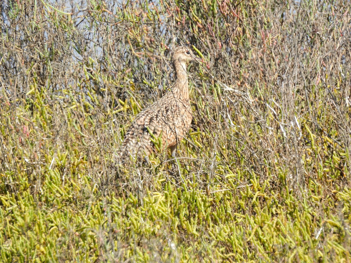 Long-billed Curlew - ML642637862
