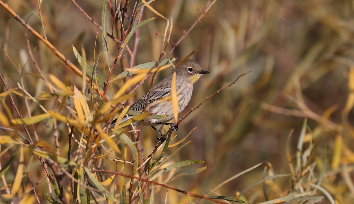 Yellow-rumped Warbler - ML642637873