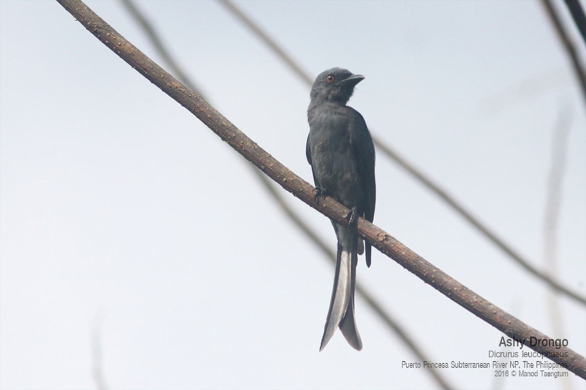 askedrongo - ML642637878