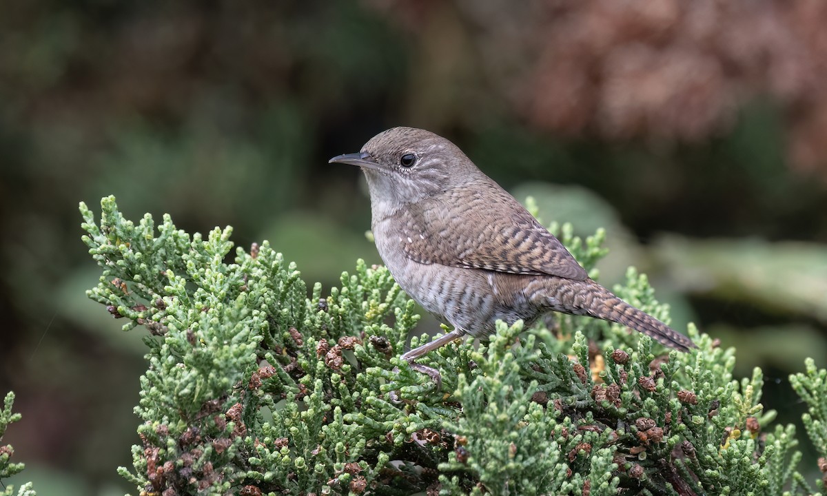 Northern House Wren (Northern) - ML642637912