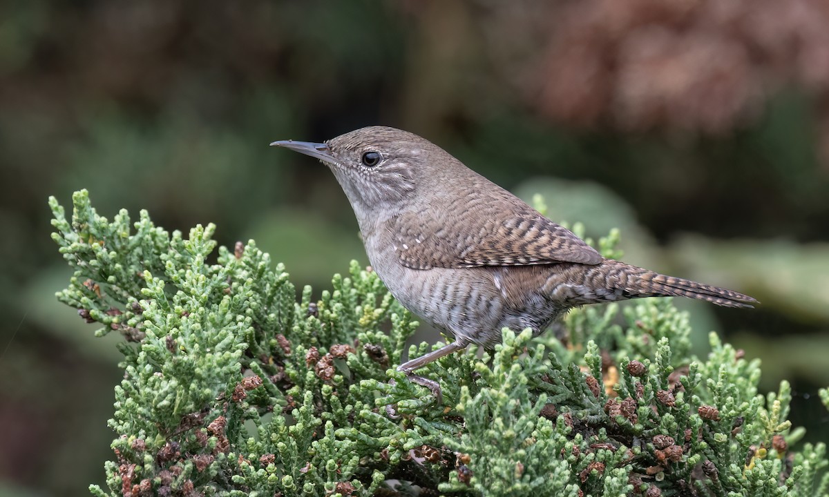 Northern House Wren (Northern) - ML642637913