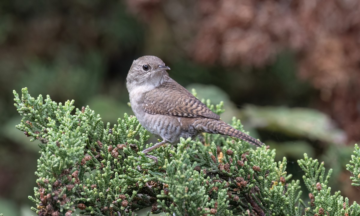 Northern House Wren (Northern) - ML642637914
