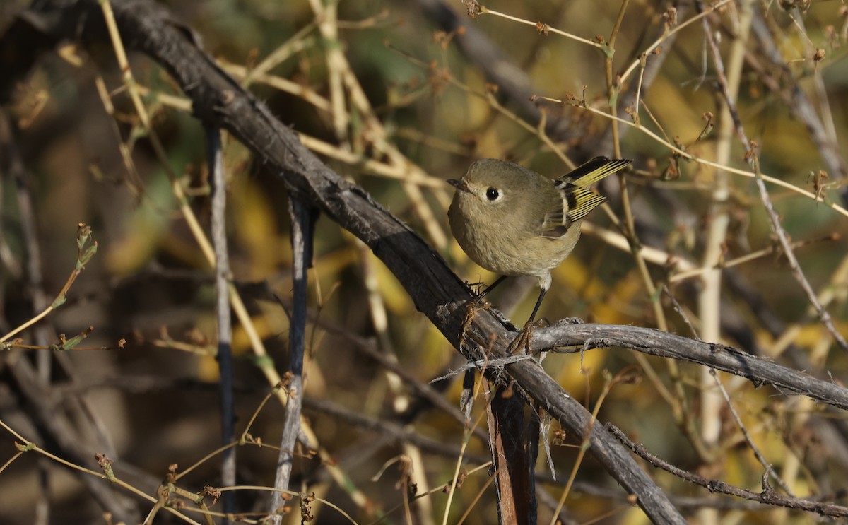 Ruby-crowned Kinglet - ML642637947