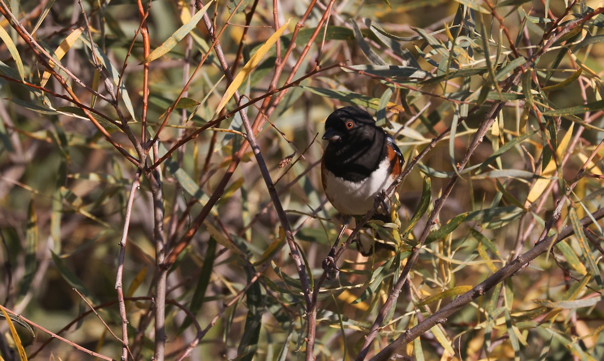 Spotted Towhee - ML642637951