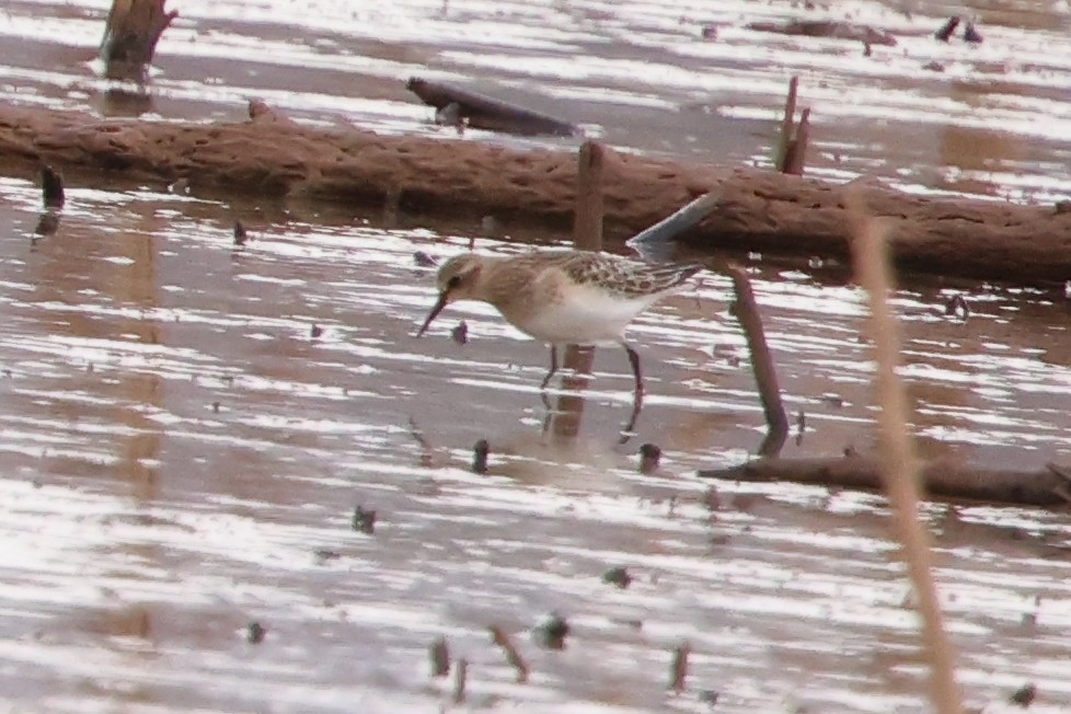 Baird's Sandpiper - ML642637966