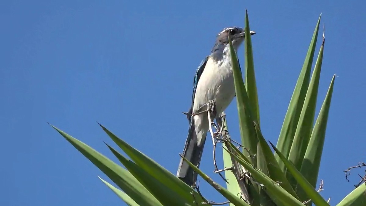 California Scrub-Jay - ML642637970