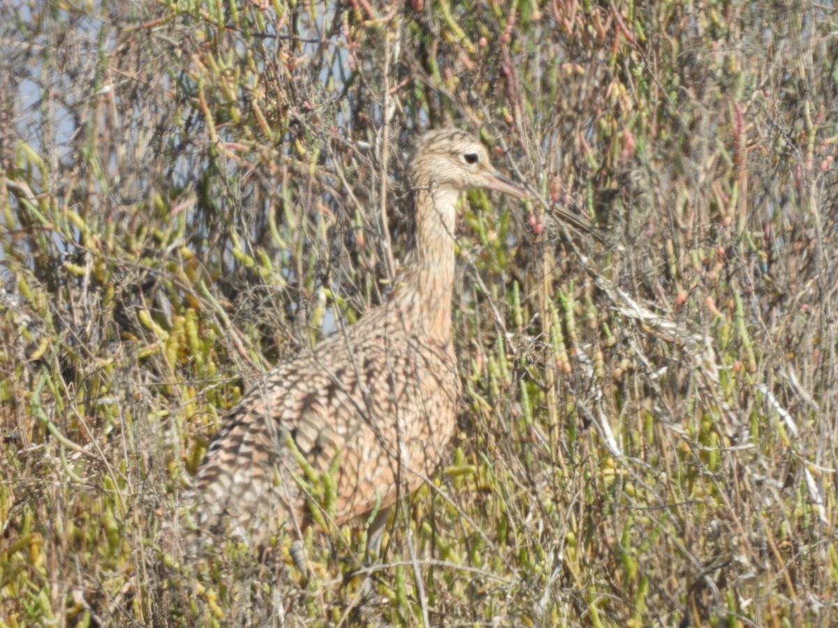 Long-billed Curlew - ML642637972