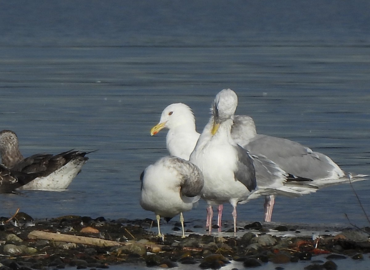 Goéland arctique (thayeri) - ML642637992