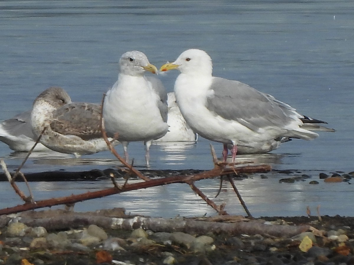 Goéland arctique (thayeri) - ML642637993
