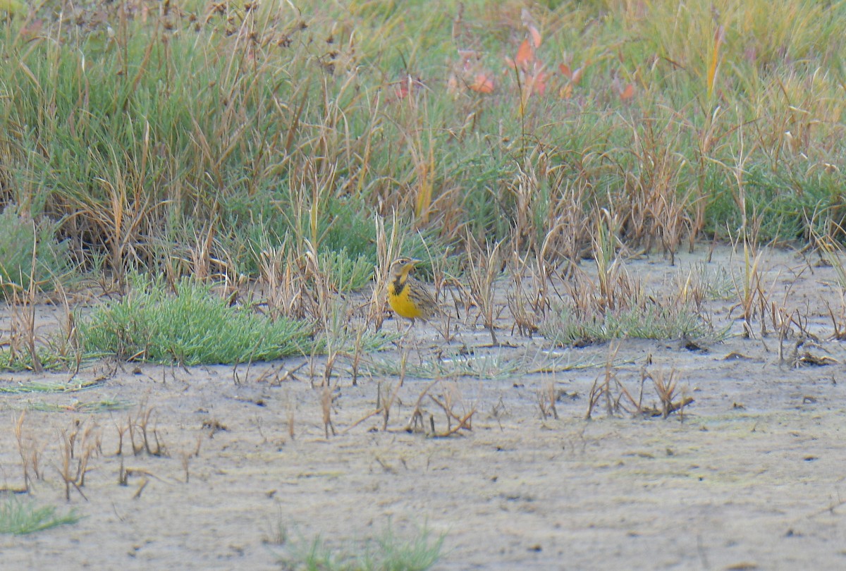 Western Meadowlark - ML642638005