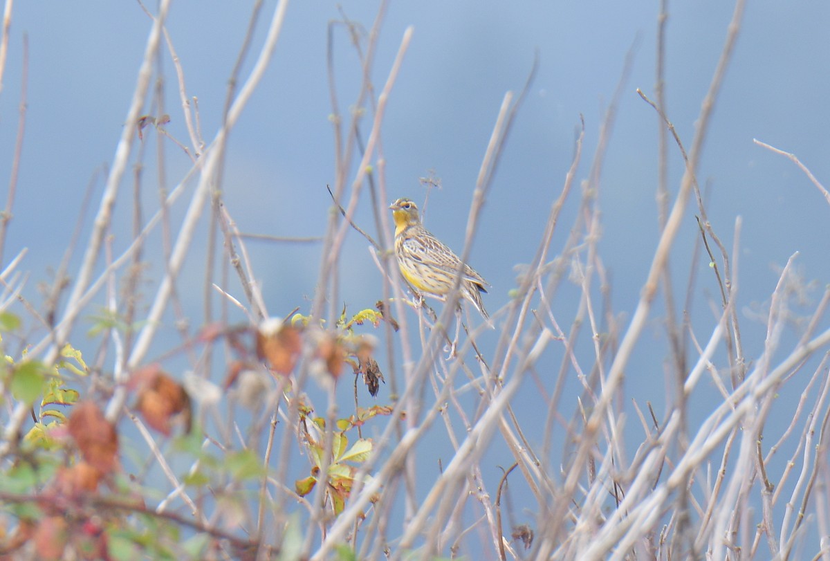 Western Meadowlark - ML642638006