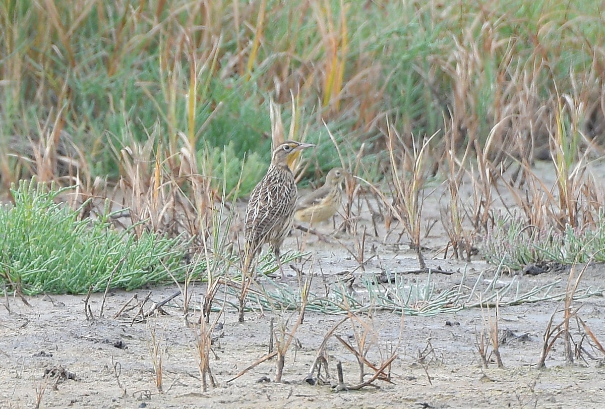 Western Meadowlark - ML642638007