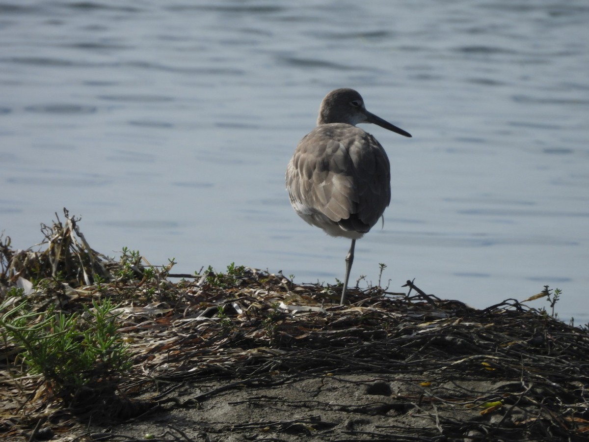 Willet - ML642638012