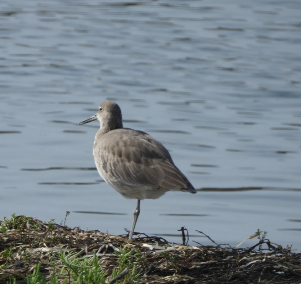 Willet - ML642638018