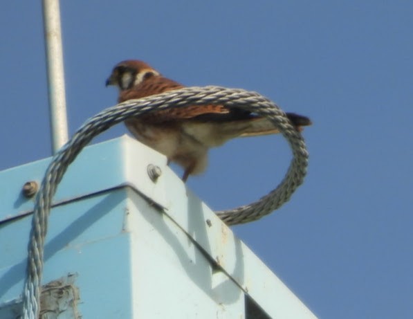 American Kestrel - ML642638026