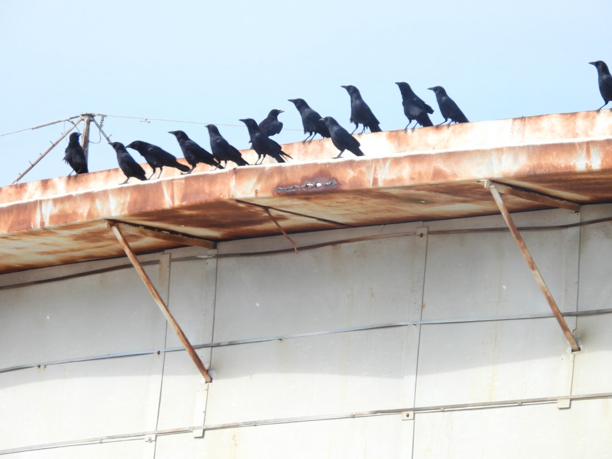 American Crow - ML642638042