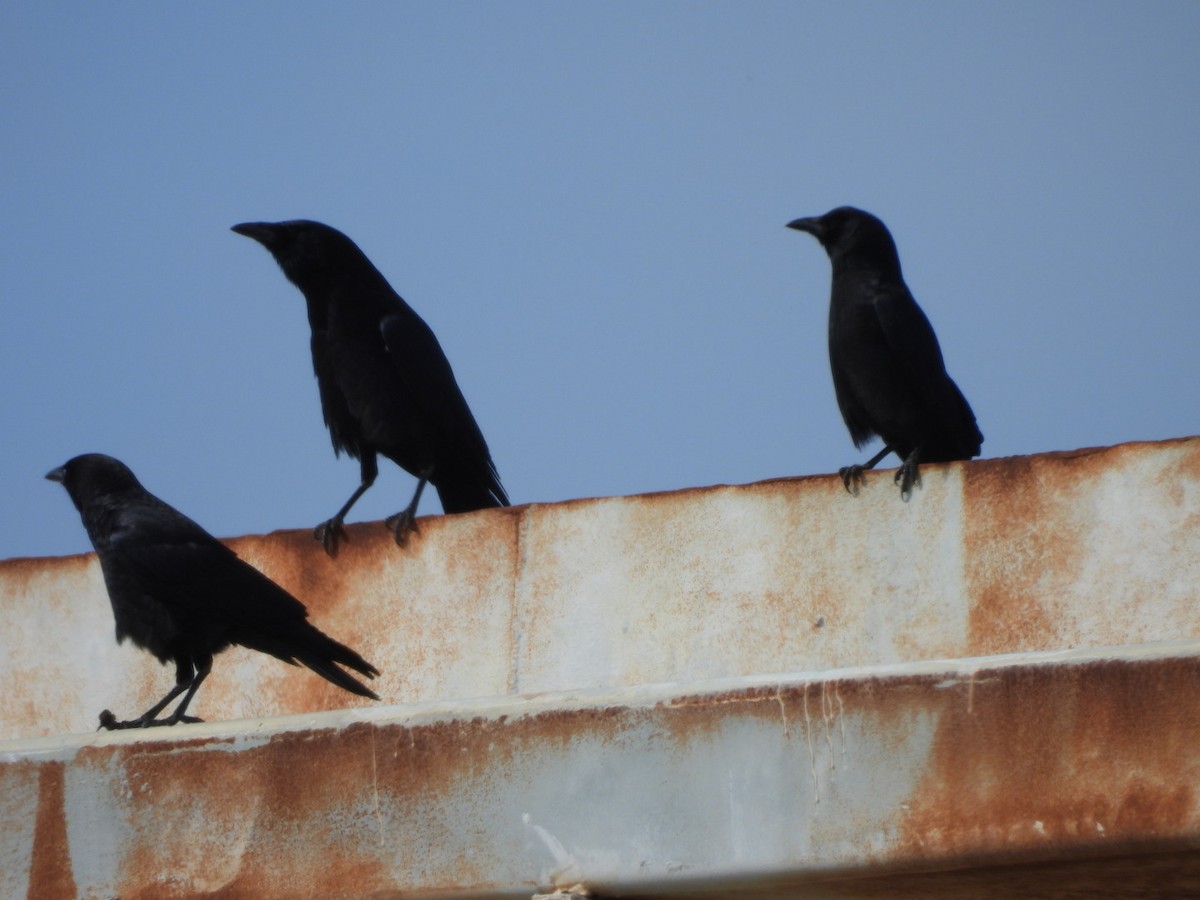 American Crow - ML642638050