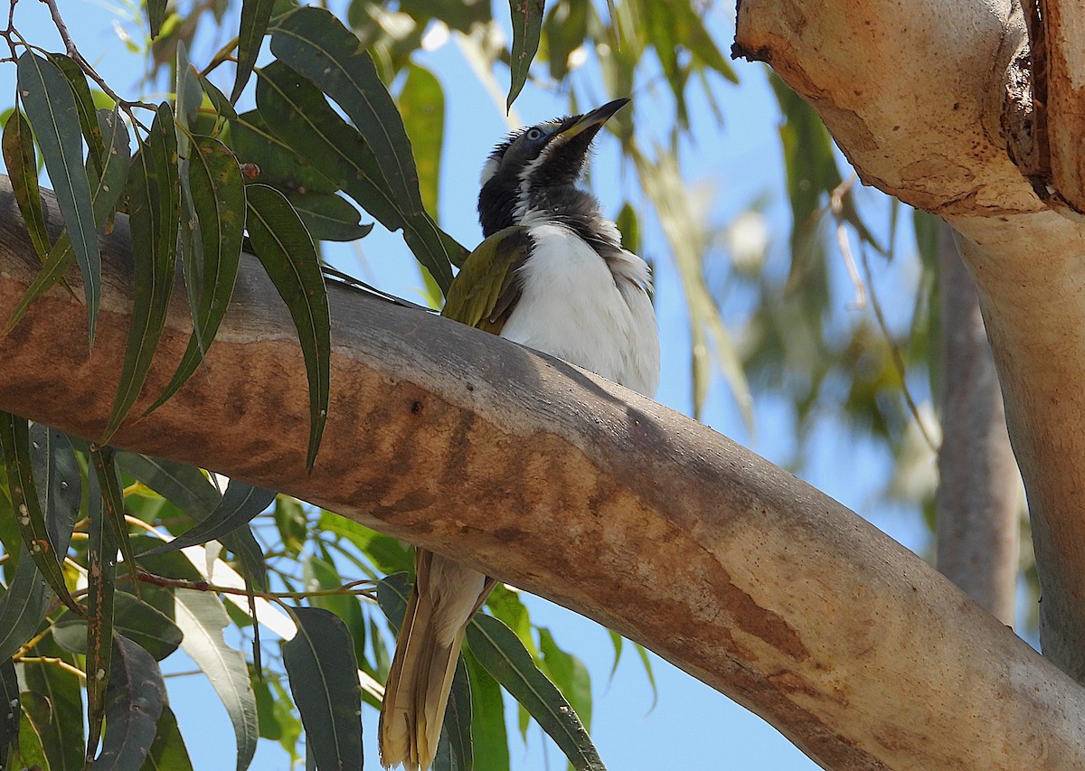 Blue-faced Honeyeater - ML642638052