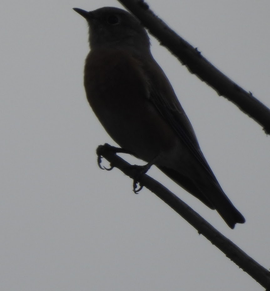Western Bluebird - ML642638055