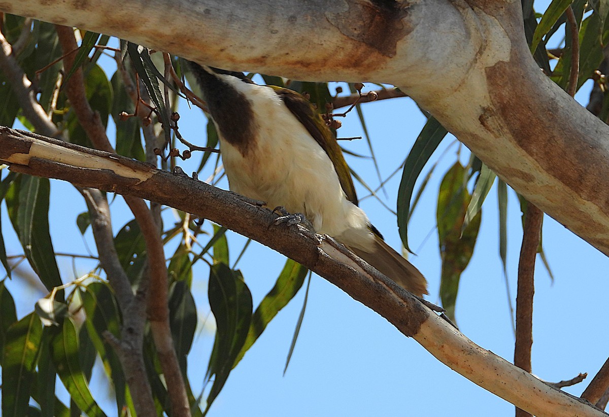 Blue-faced Honeyeater - ML642638069