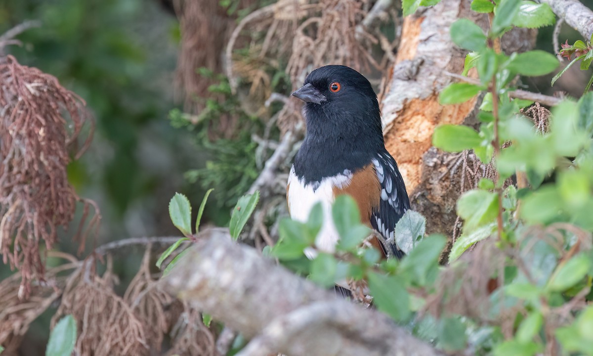 Spotted Towhee (oregonus Group) - ML642638126