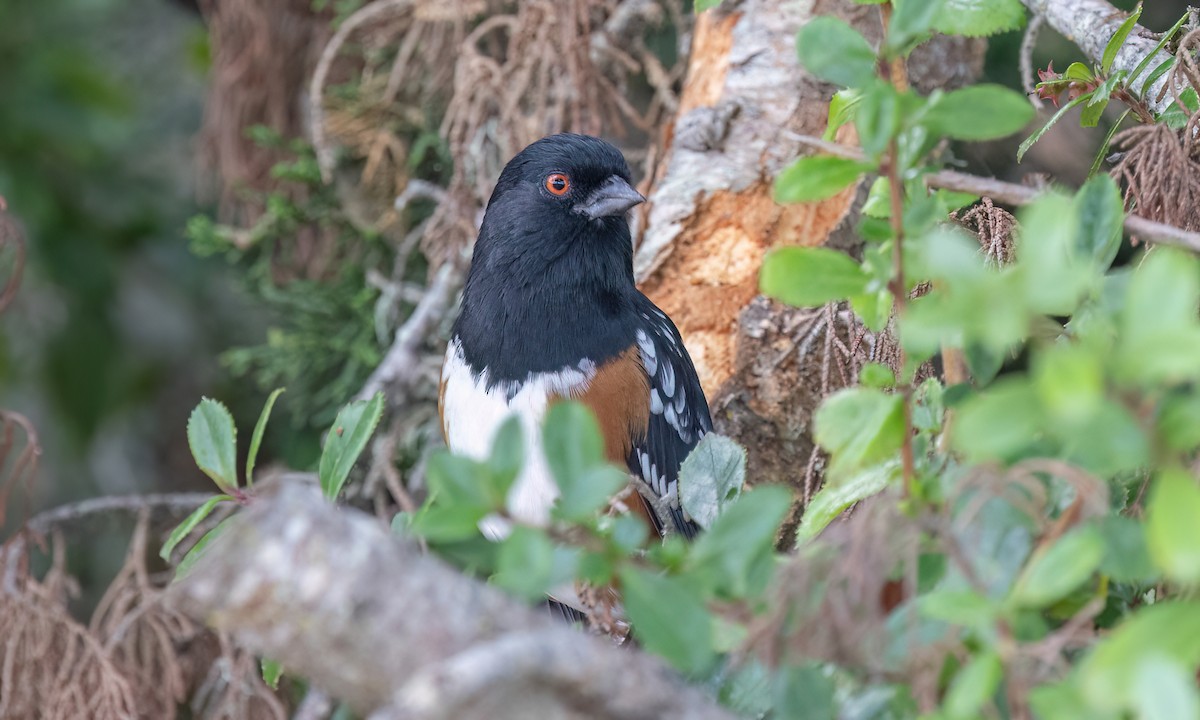 Spotted Towhee (oregonus Group) - ML642638127