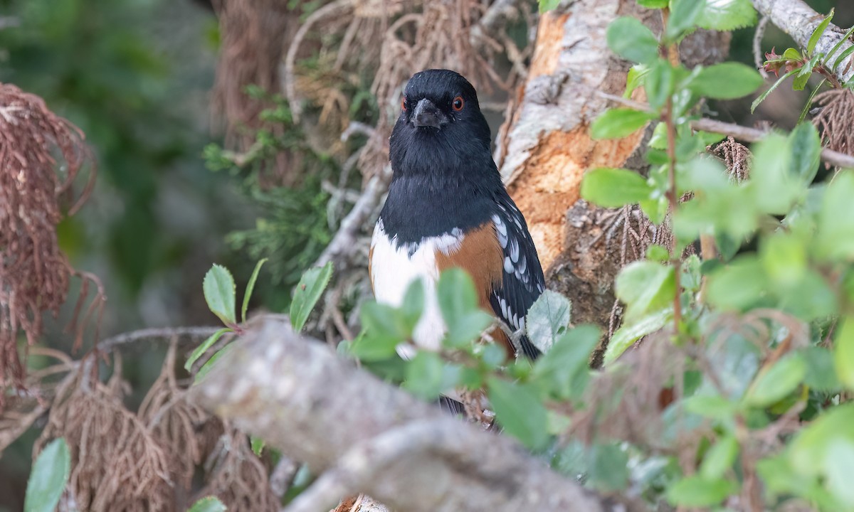 Spotted Towhee (oregonus Group) - ML642638128