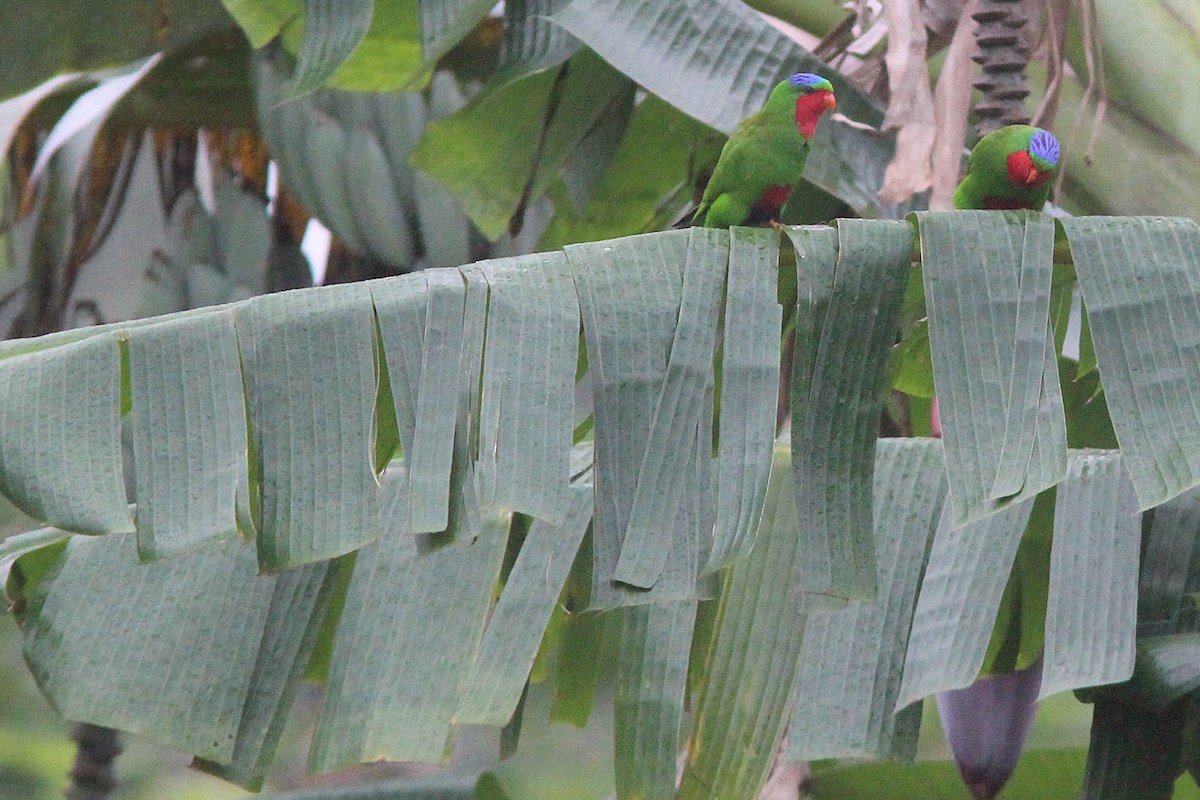 Blue-crowned Lorikeet - ML642638129