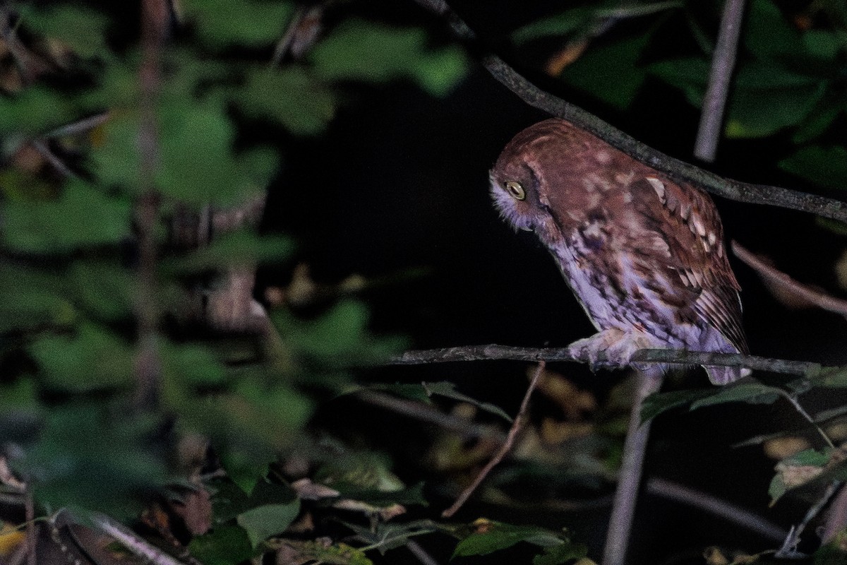 Eastern Screech-Owl - ML642638150