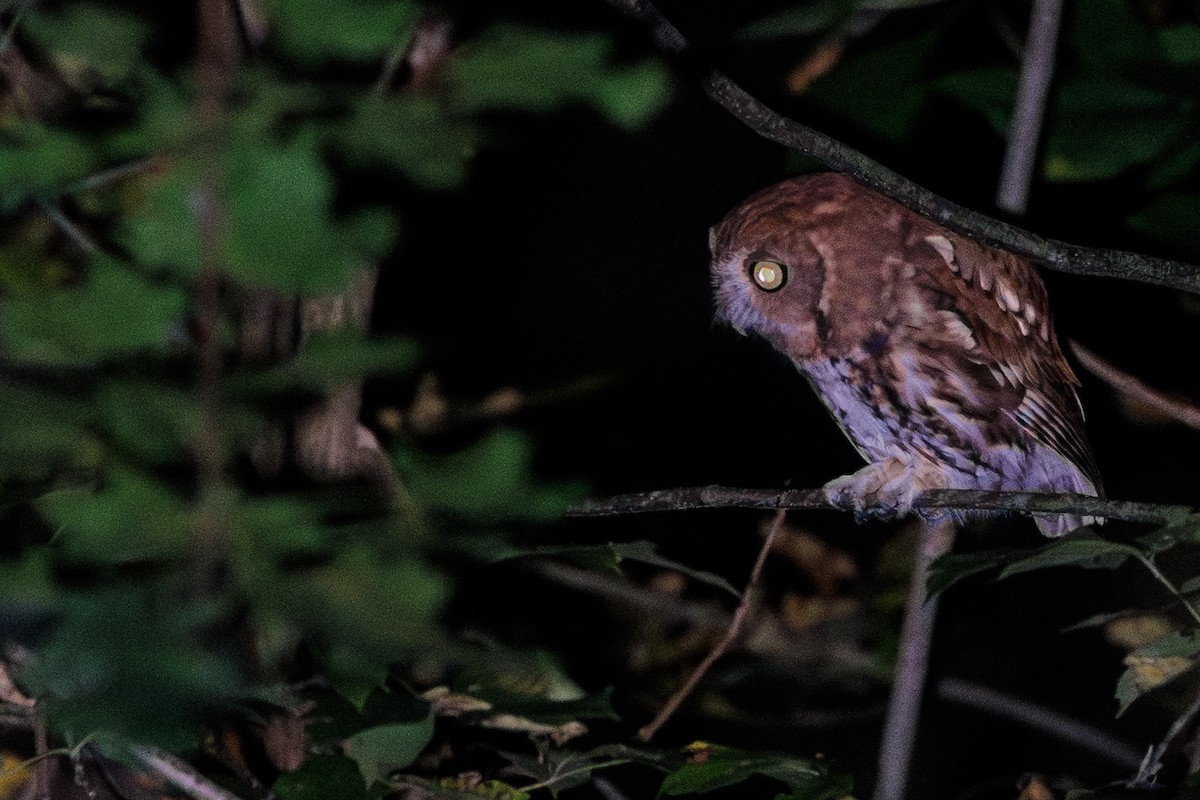 Eastern Screech-Owl - ML642638151