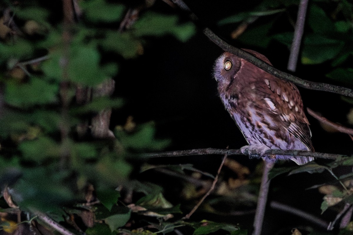 Eastern Screech-Owl - ML642638152
