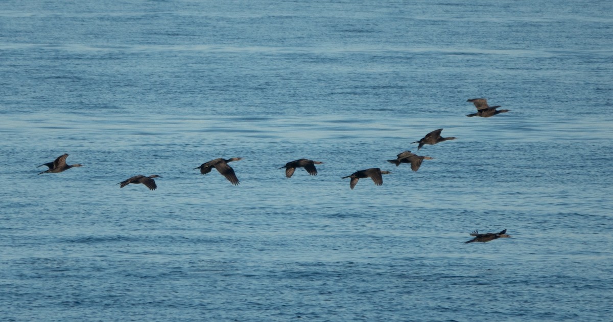 Cormoran de Brandt - ML642638169