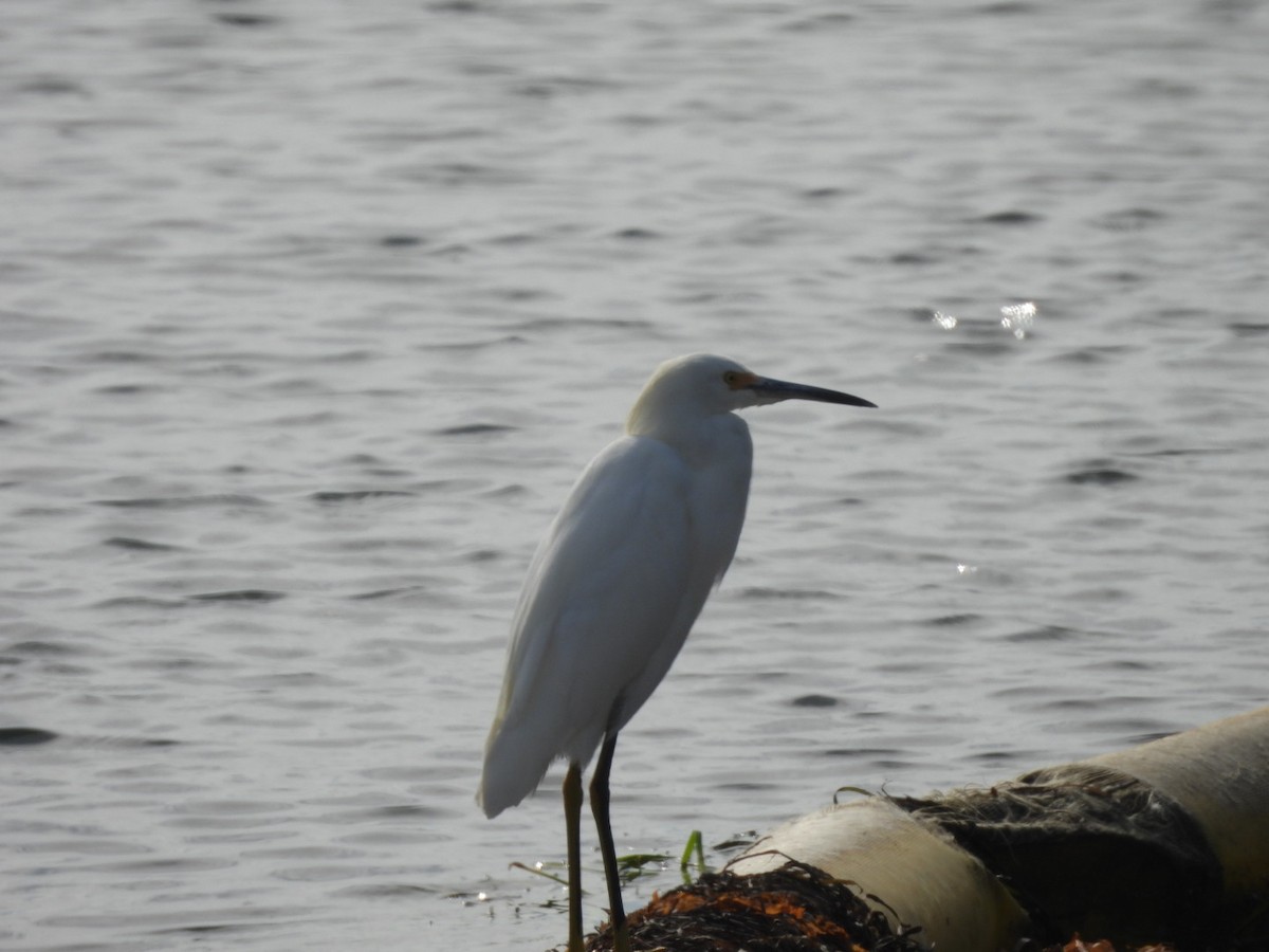 Snowy Egret - ML642638181