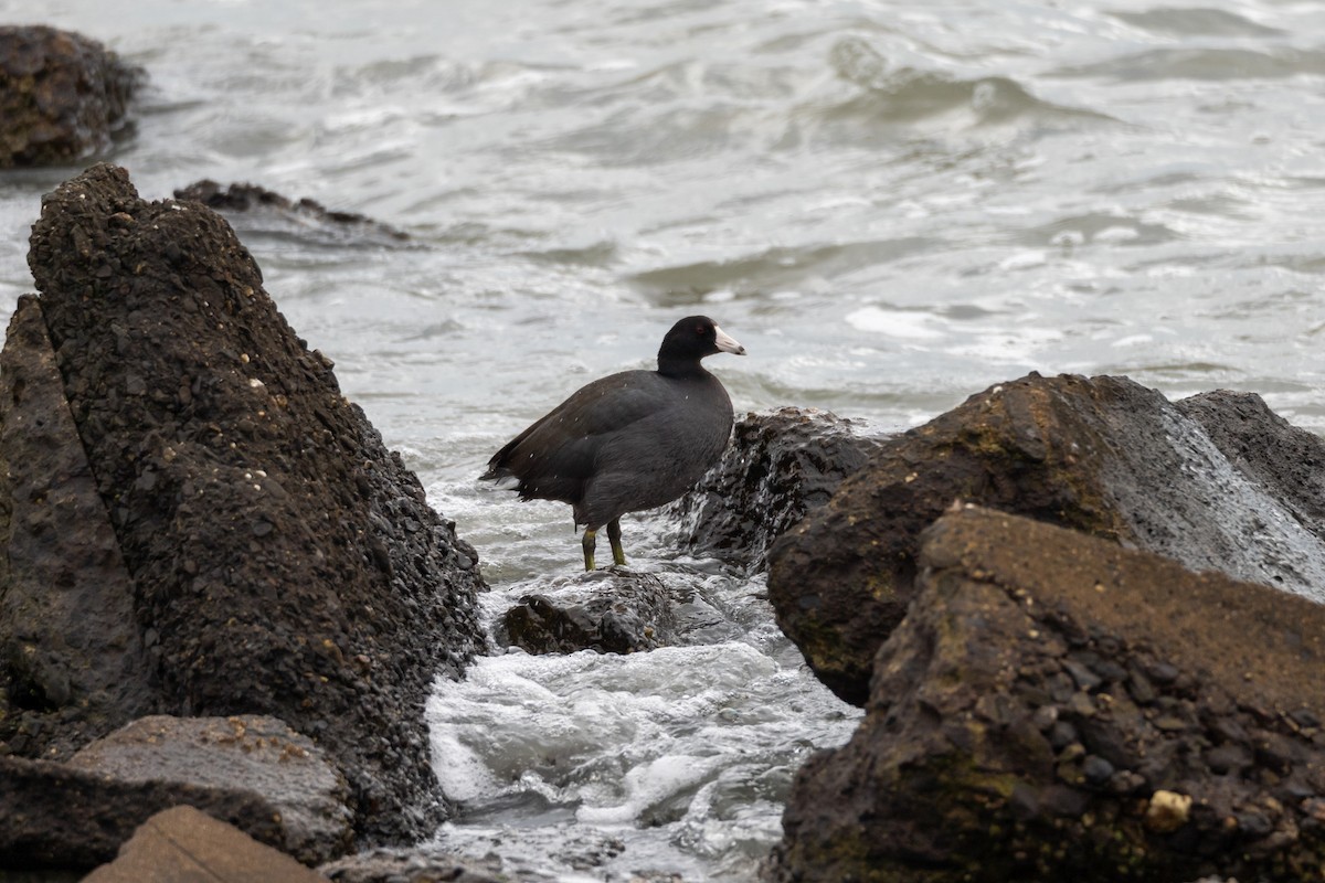 American Coot - ML642638185