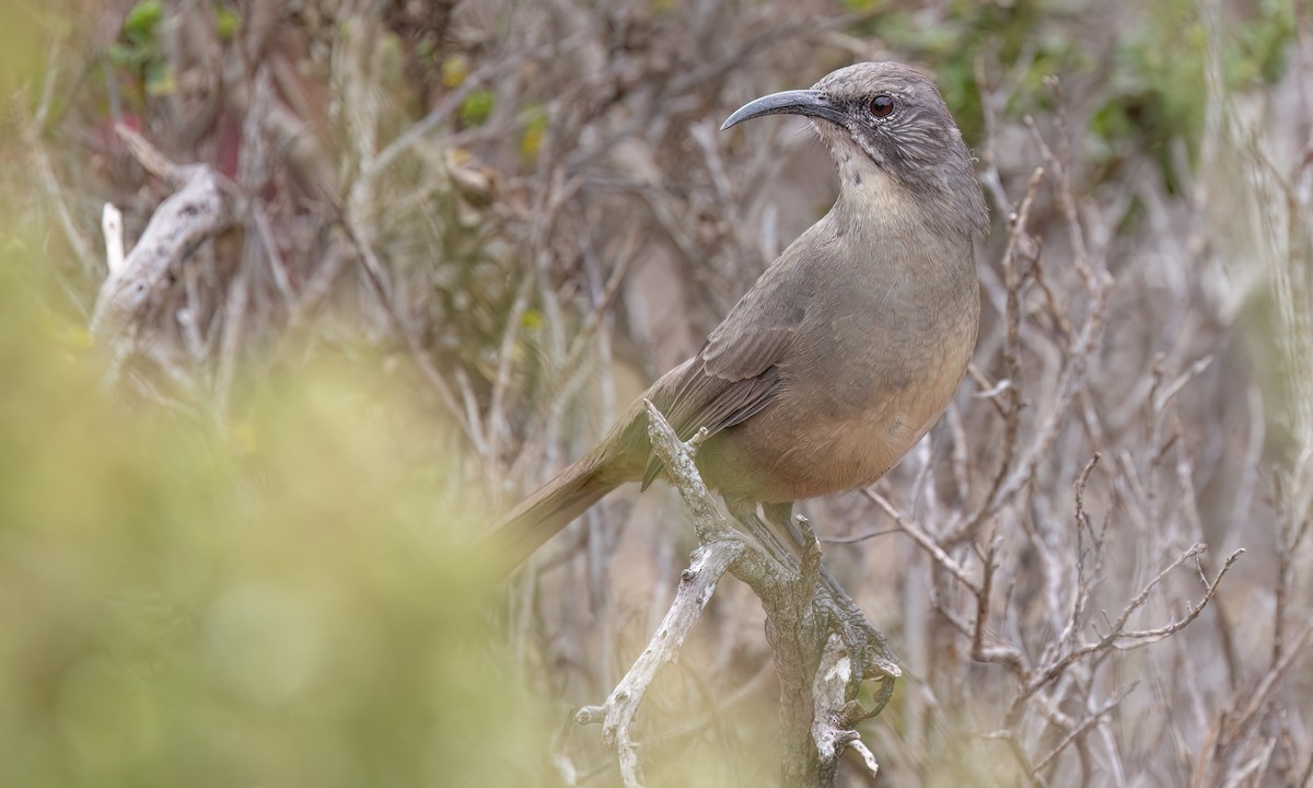 California Thrasher - ML642638188