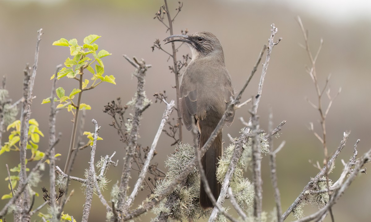 California Thrasher - ML642638189