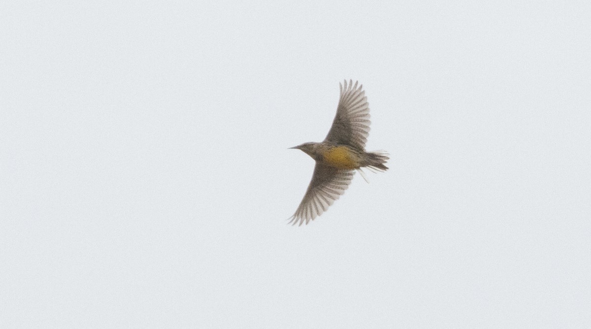 Western Meadowlark - ML642638218