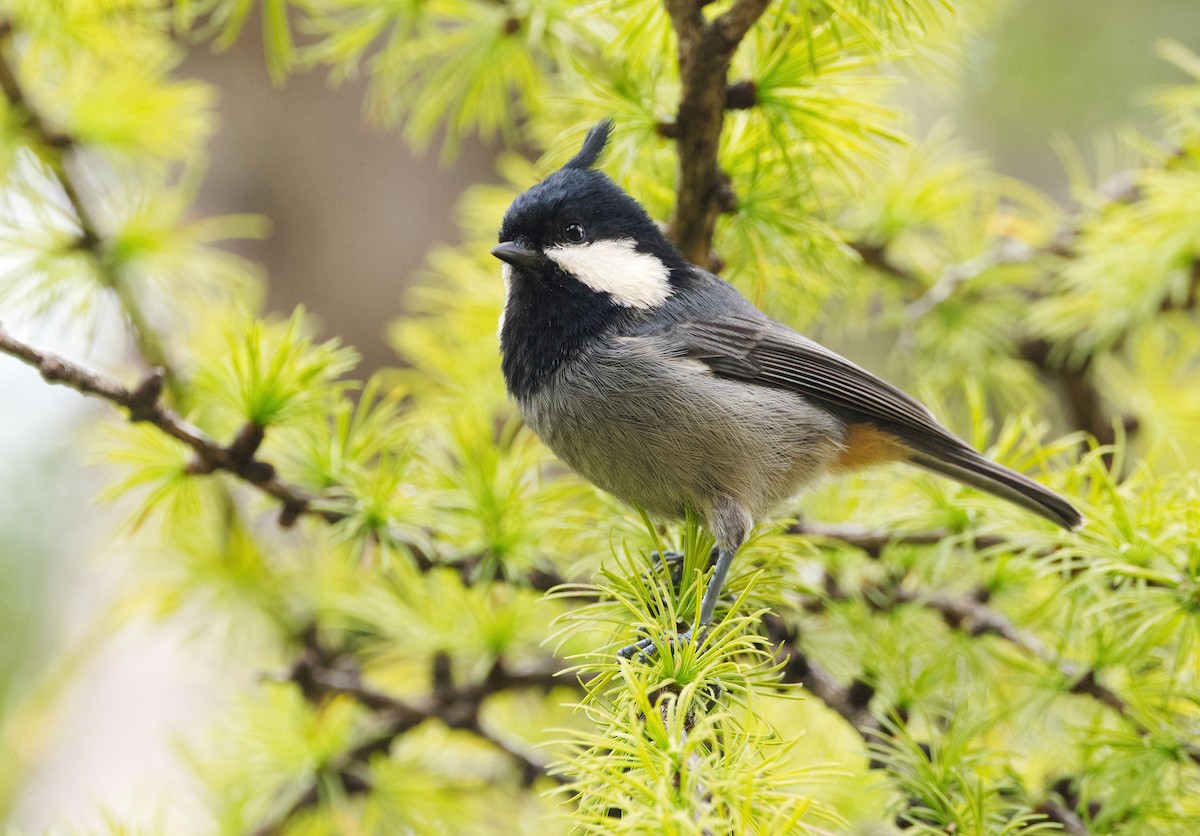 Rufous-vented Tit - ML642638225