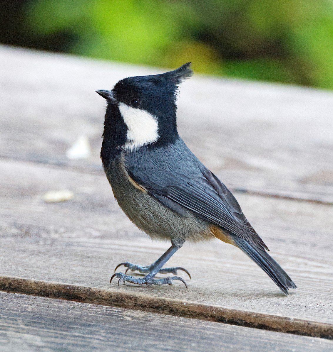 Rufous-vented Tit - ML642638226