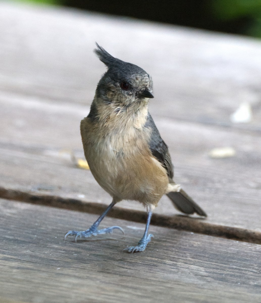 Gray-crested Tit - ML642638229