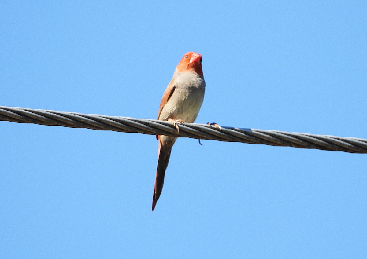 Crimson Finch - ML642638246