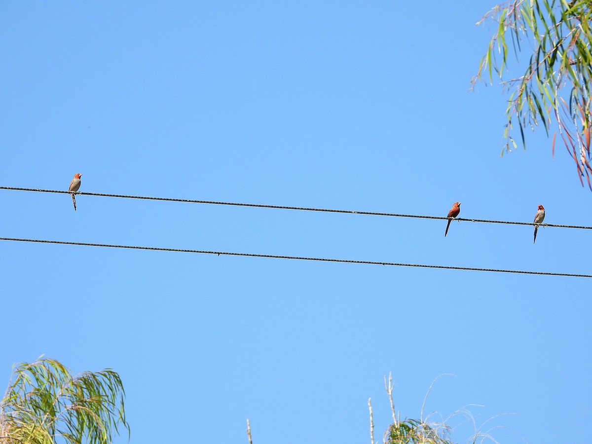 Crimson Finch - ML642638248