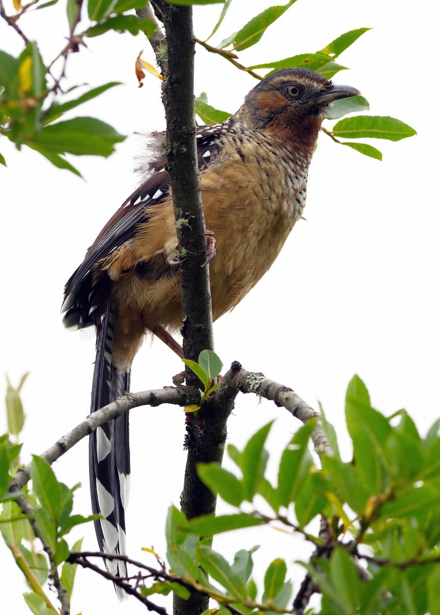 Giant Laughingthrush - ML642638262