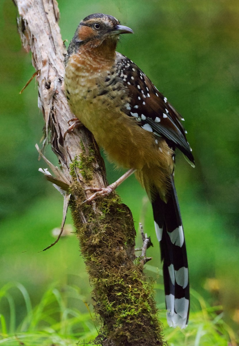 Giant Laughingthrush - ML642638263
