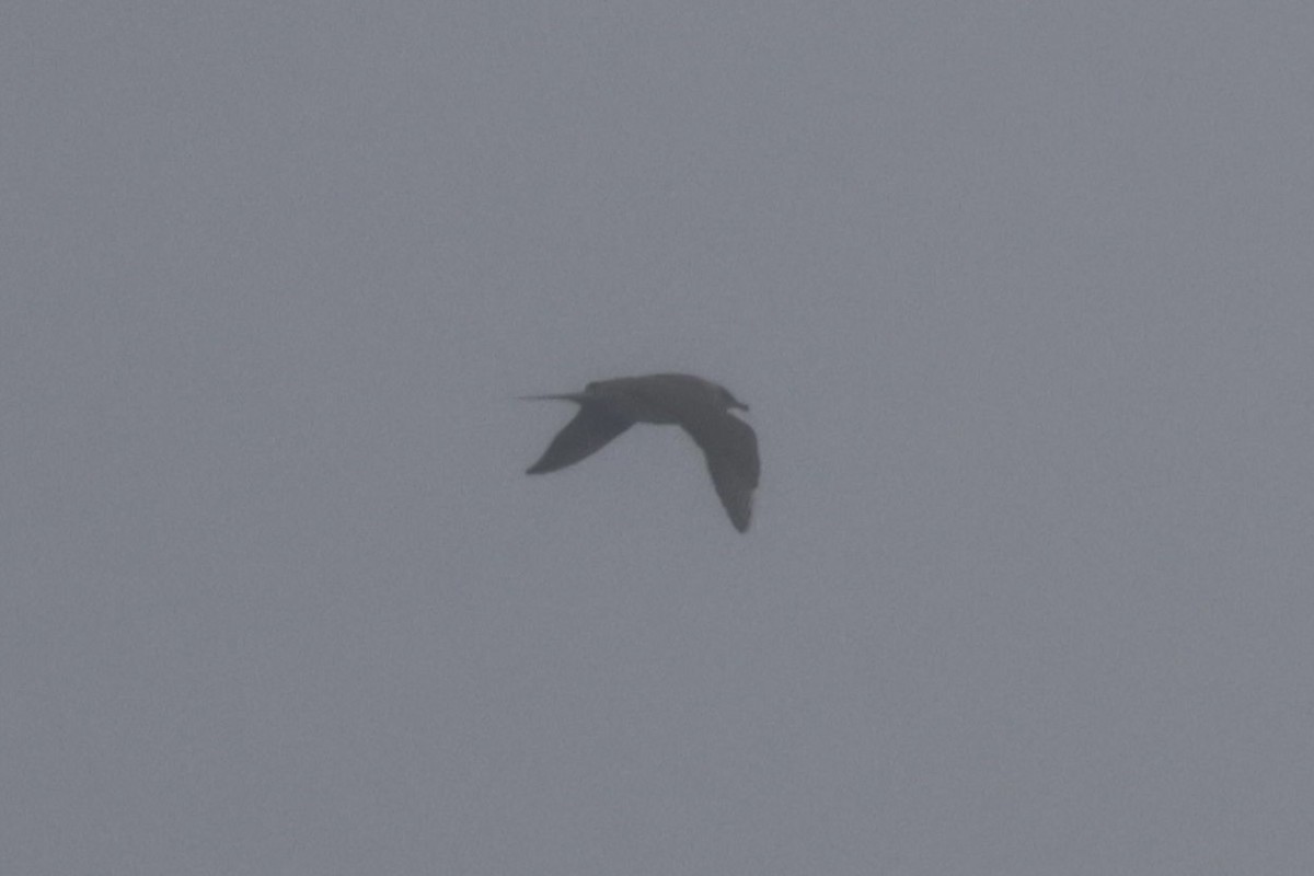 Long-tailed Jaeger - ML642638272