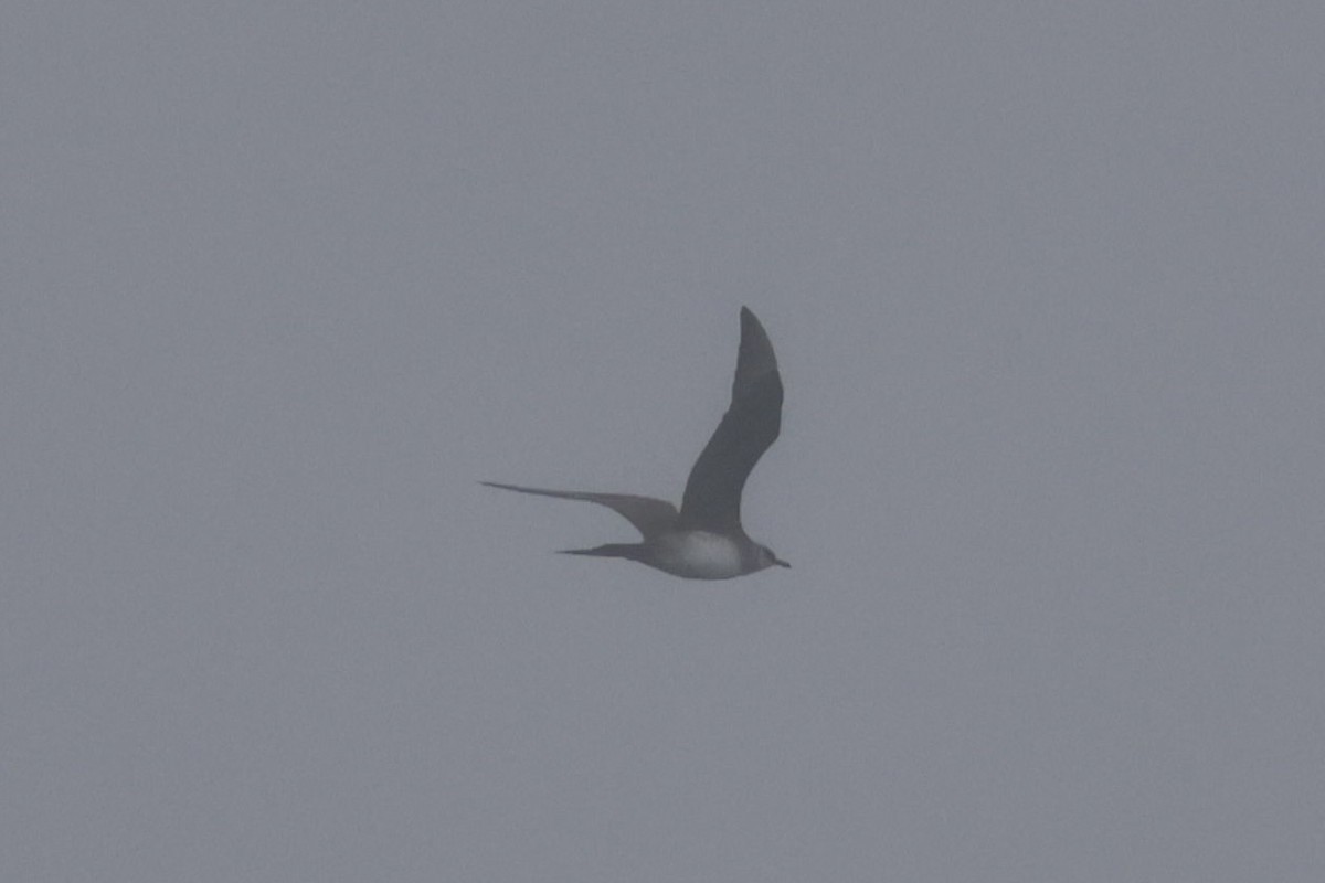 Long-tailed Jaeger - ML642638273
