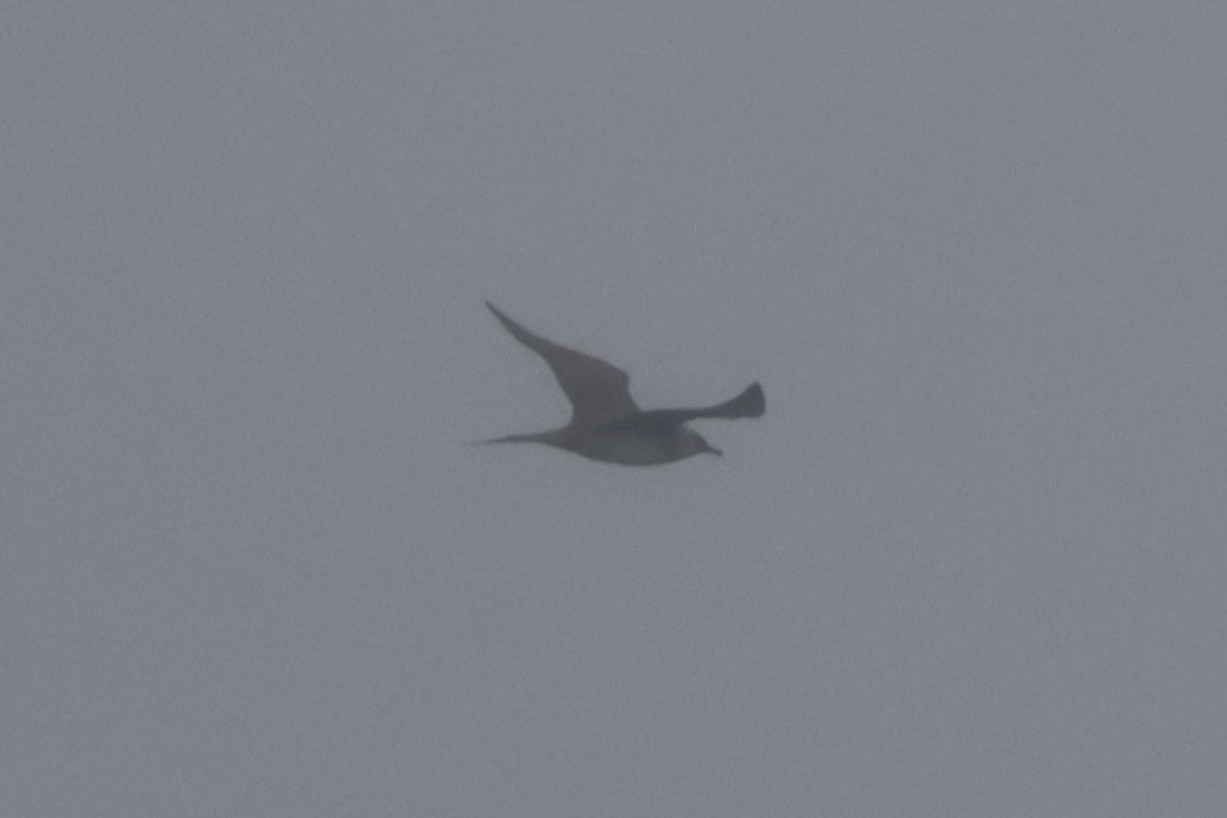 Long-tailed Jaeger - ML642638274